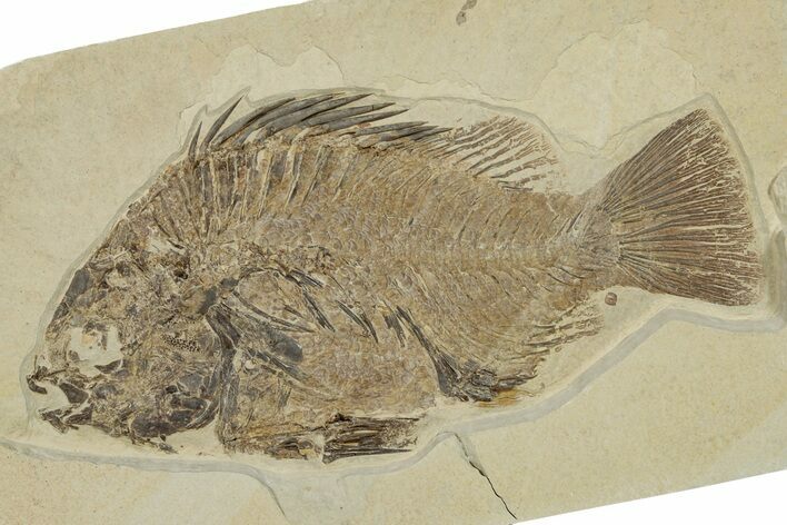 Fat Fossil Fish (Priscacara) - Wyoming #356762